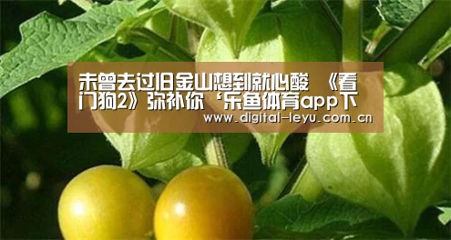 乐鱼app