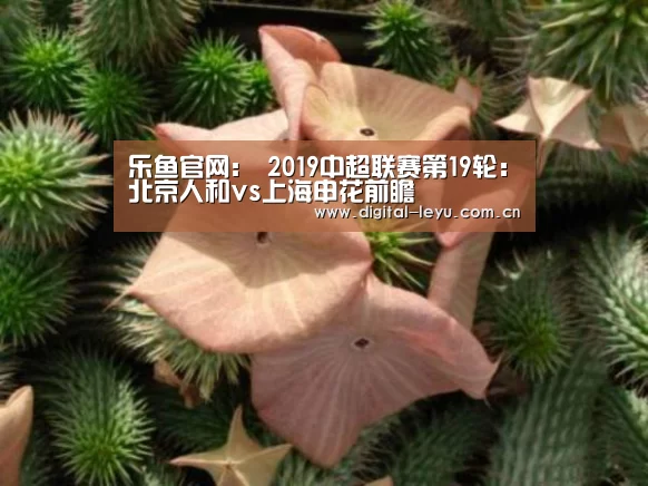 乐鱼官网：
2019中超联赛第19轮：北京人和vs上海申花前瞻(图4)